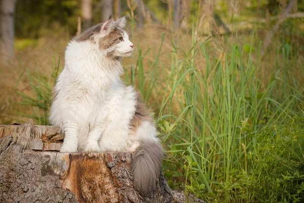 Pretty White Maine Coon Cat Posing Outdoor Portrait — Stockfoto