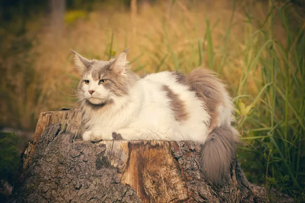 Pretty White Maine Coon Cat Posing Outdoor Portrait — 图库照片