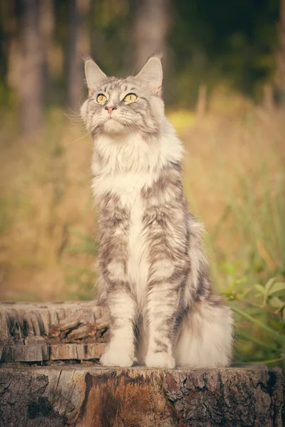 Pretty Maine Coon Cat Heathered Fur Posing Outdoor Portrait — 스톡 사진