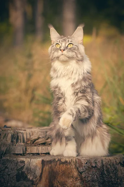 Pretty Maine Coon Cat Heathered Fur Posing Outdoor Portrait — 图库照片