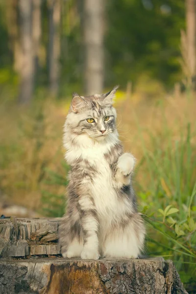 Pretty Maine Coon Cat Heathered Fur Posing Outdoor Portrait — Stock fotografie