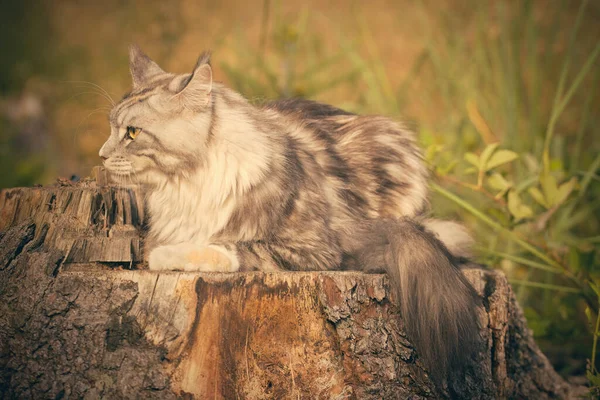 Pretty Maine Coon Cat Heathered Fur Posing Outdoor Portrait — Fotografia de Stock