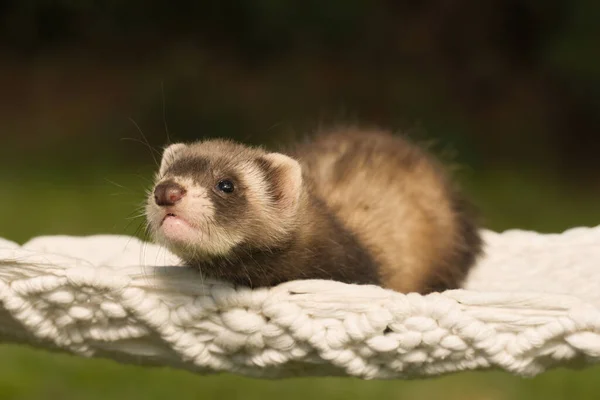 Ferret Baby Posing Portrait Handmade Hammock Outdoor — 图库照片