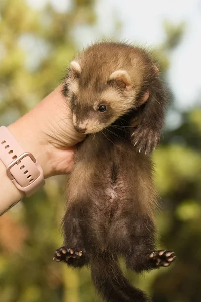 Ferret Baby Posing Portrait Breeder Hands — Zdjęcie stockowe