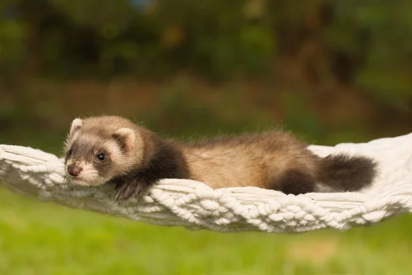 Ferret Baby Posing Portrait Handmade Hammock Outdoor —  Fotos de Stock