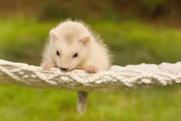 Ferret Baby Posing Portrait Handmade Hammock Outdoor — Stockfoto