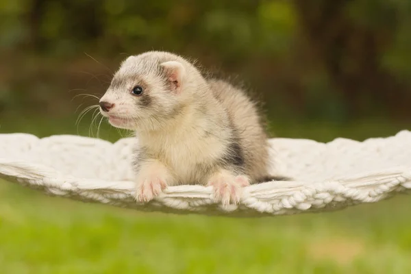 Ferret Baby Posing Portrait Handmade Hammock Outdoor — стоковое фото