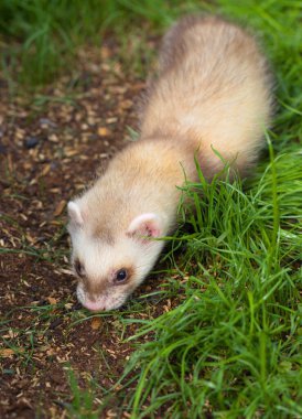 Ferret baby enjoying day in house backyard garden
