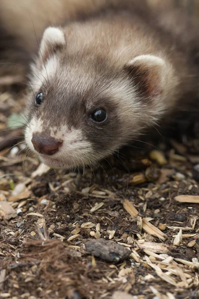 Ferret Baby Enjoying Day House Backyard Garden — Foto Stock