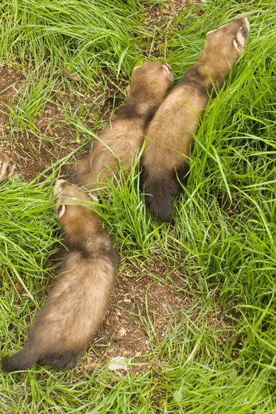 Ferret Babies Enjoying Day House Backyard Garden — Stock Photo, Image