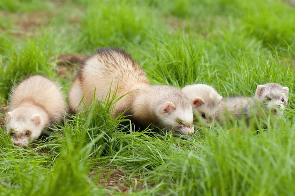 Ferret Babies Enjoying Day House Backyard Garden — Fotografia de Stock