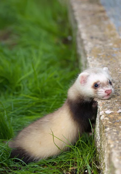 Ferret Baby Enjoying Day House Backyard Garden — Stockfoto