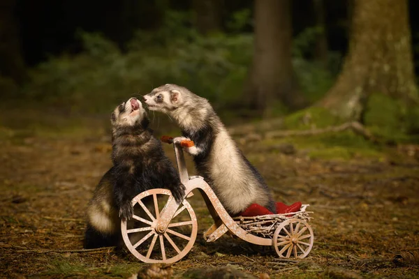 Dark Standard Color Ferret Riding Tricycle Forest Way Location — Foto de Stock
