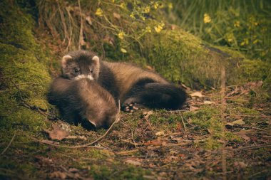 Gelincik bebek kardeşiyle yosun üzerinde yaz ormanında kavga ediyor.