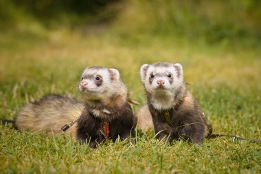 Couple of ferrets enjoying day time walk on grass meadow clipart