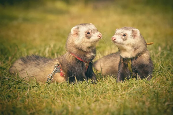 Couple Ferrets Enjoying Day Time Walk Grass Meadow — Stock Photo, Image