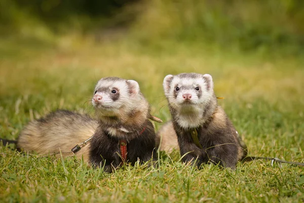 Couple Furets Profitant Une Promenade Jour Sur Prairie Herbe — Photo