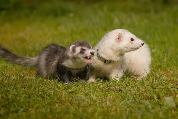 Couple Furets Profitant Une Promenade Jour Sur Prairie Herbe — Photo