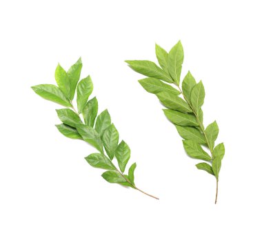 Beyaz arka planda yeşil taze yapraklı bir dal. 