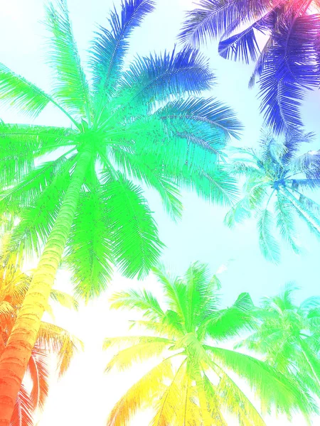 Coconut Palm Leaves Trees Cloud Blue Sky Beautiful Sunset Background — Stock Photo, Image