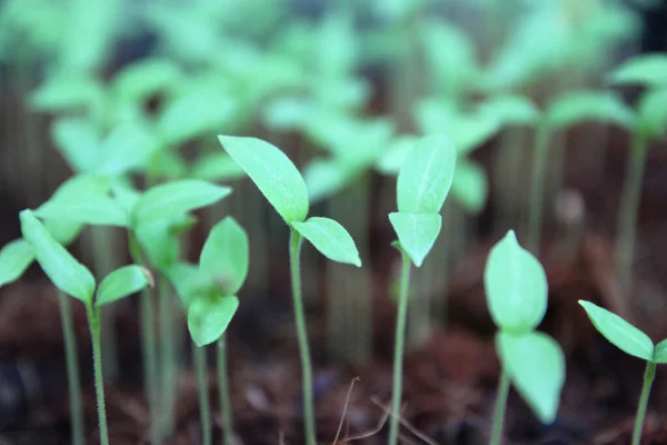 Primeros Planos Selectivos Plantón Verde Huerto Ensalada Verde Que Crece —  Fotos de Stock