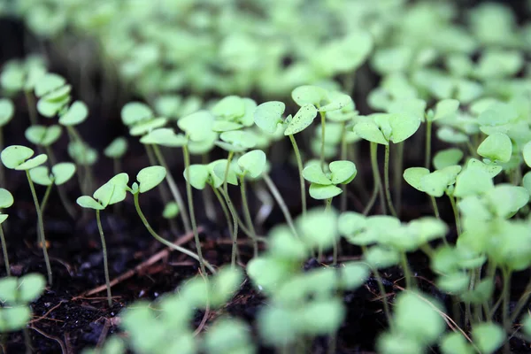 Tohumdan Yetişen Yeşil Salata Sebze Bahçesi — Stok fotoğraf