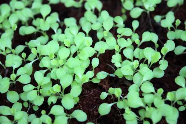 若い緑の苗の選択的なクローズアップ 種子から成長する緑のサラダ野菜の庭 — ストック写真