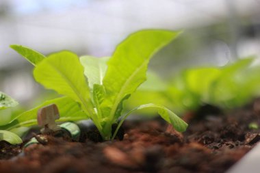 Bahçe çiftliğinde marul ve sebze fideleri.