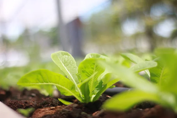 Filas Lechugas Hortalizas Plántulas Granja Jardinería —  Fotos de Stock