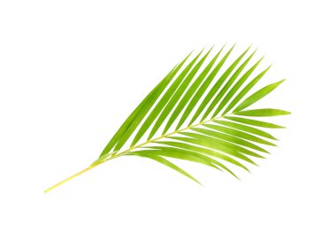 Beyaz arkaplanda yeşil palmiye yaprağı