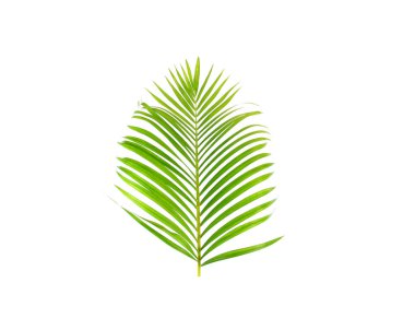 Beyaz arkaplanda yeşil palmiye yaprağı