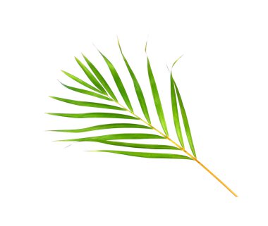 Beyaz arkaplanda yeşil palmiye yaprağı