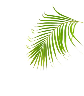 Beyaz arkaplanda yeşil palmiye yaprağı