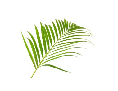 Beyaz arkaplanda yeşil palmiye yaprağı