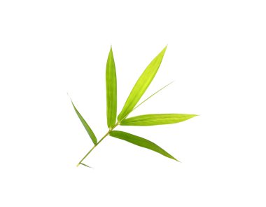 Taze yeşil bambu yaprağı dokusu veya duvar kağıdı arkaplanı için beyaza izole edilmiş.