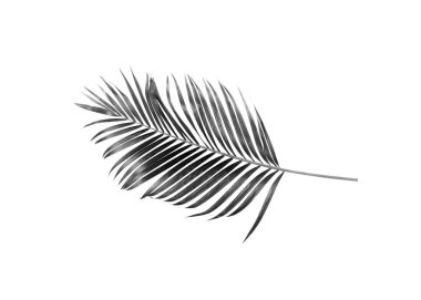 Beyaz arkaplanda palmiye ağacının kara yaprağı