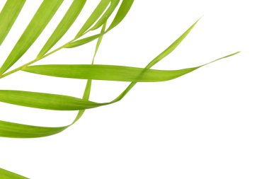 Beyaz arkaplanda yeşil palmiye yaprağı parçası