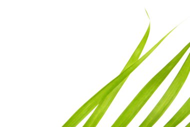 Beyaz arkaplanda yeşil palmiye yaprağı parçası