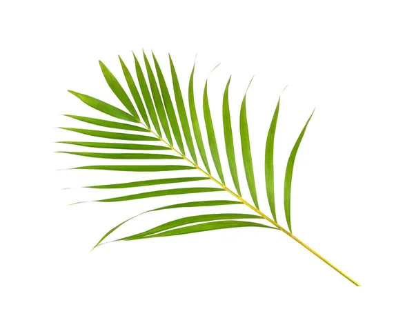 Hoja Verde Palmera Sobre Fondo Blanco — Foto de Stock