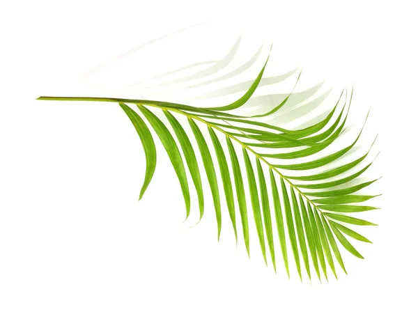 Feuille Verte Palmier Sur Fond Blanc — Photo