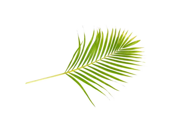 Hoja Verde Palmera Sobre Fondo Blanco — Foto de Stock