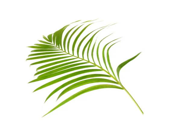 Zöld Levél Pálmafa Fehér Háttér — Stock Fotó