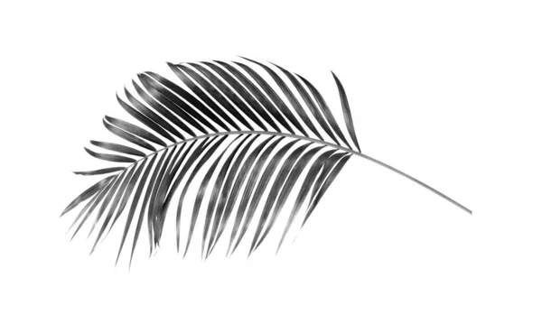 白背景的棕榈树黑叶 — 图库照片