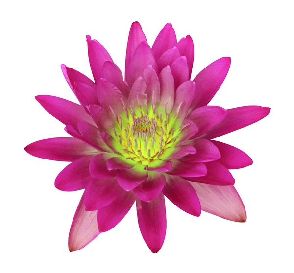 Beyaz arkaplanda izole nilüfer çiçeği