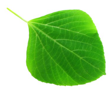 Beyaz arkaplanda yeşil yaprak izole edildi