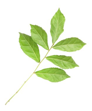 Taze yeşil yapraklar beyaz arkaplanda izole edilmiş