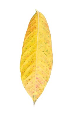 Beyaz arka plan üzerinde izole sarı sonbahar yaprak