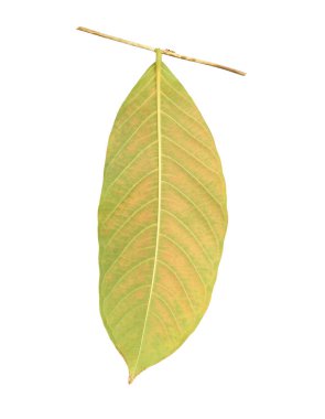 arka sarı sonbahar yaprağı beyaz arkaplanda izole