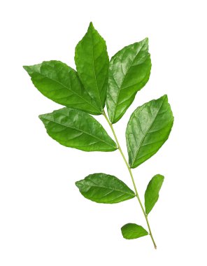 Beyaz arkaplanda taze yeşil yapraklar izole