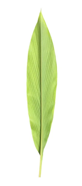 Świeże Zielone Liście Izolowane Białym Tle — Zdjęcie stockowe